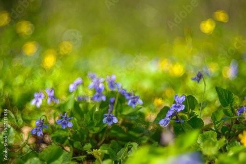 Common violets (Viola Odorata) flowers in bloom in the garden close up. Selective focus and macro detail of a beautiful purple spring flower. Spring concept