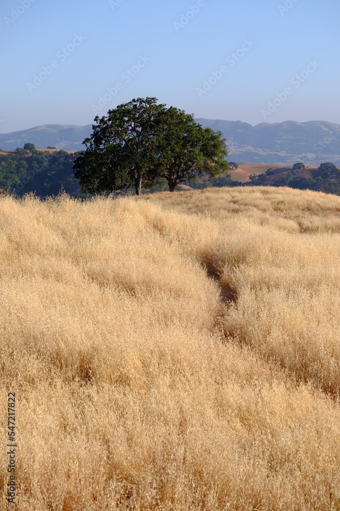 tree in the dry california grasslands