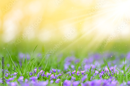 Flower bed with Common violets (Viola Odorata) flowers in bloom, traditional easter flowers, flower background, easter spring background. Ideal for greeting festive postcard © Creatikon Studio