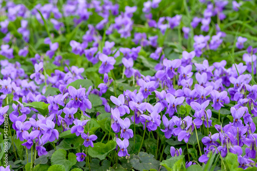 Flower bed with Common violets  Viola Odorata  flowers in bloom  traditional easter flowers  flower background  easter spring background. Ideal for greeting festive postcard