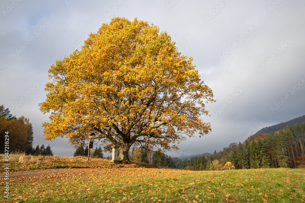 lonely colorful autumn tree with gray sky on sunny day
