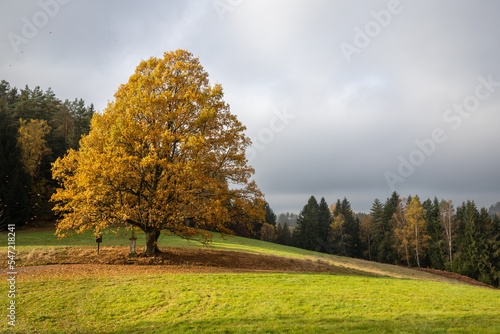 lonely colorful autumn tree with gray sky on sunny day