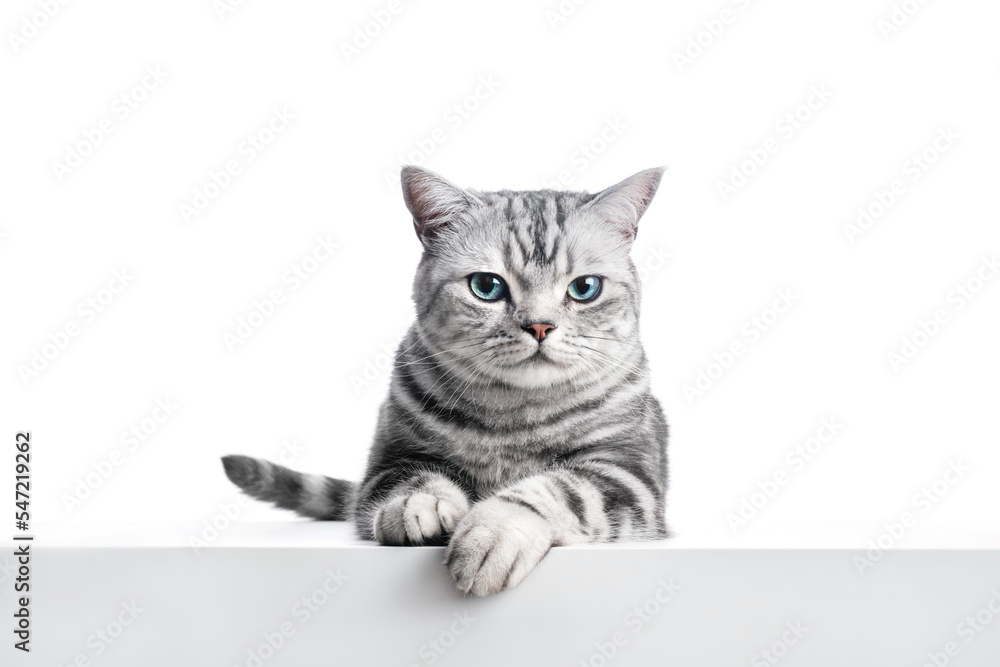 Kitten British shorthair silver tabby cat portrait.