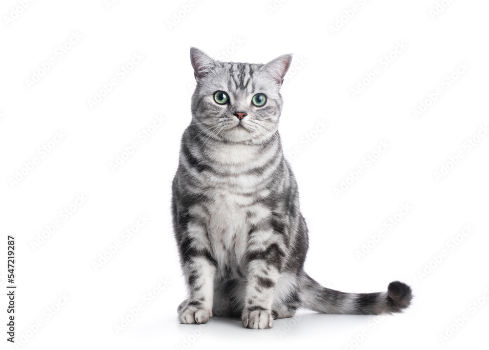 Kitten British shorthair silver tabby cat portrait on white