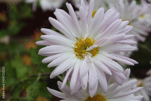 pink and white daisy