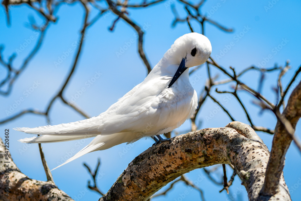 Atlantiic White Tern (Gygis alba) Atlantiic White Tern (Gygis alba)