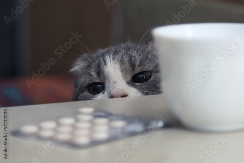 Curious cat interested in human's pills