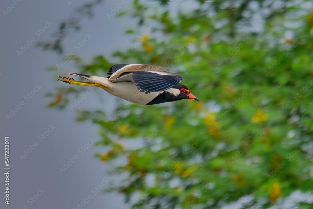 Fototapeta premium Red-wattled lapwing