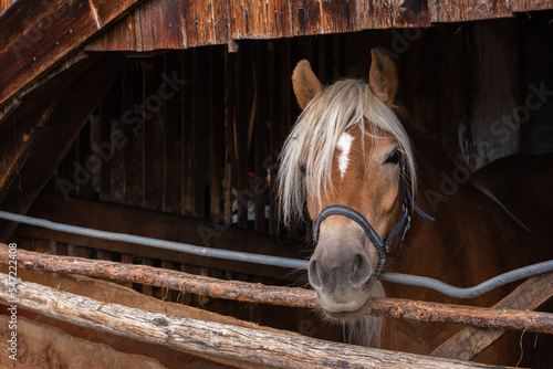 Horse looks out of the stall