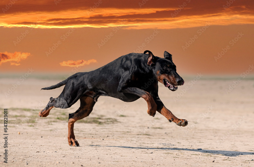 training of dobermann pinscher training of dobermann pinscher