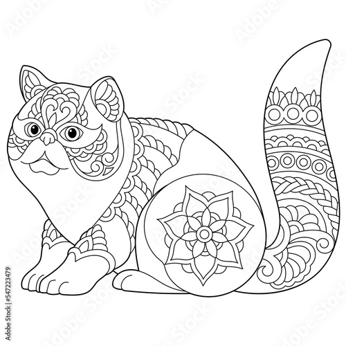 Cute exotic shorthair cat. Adult coloring book page in mandala style.