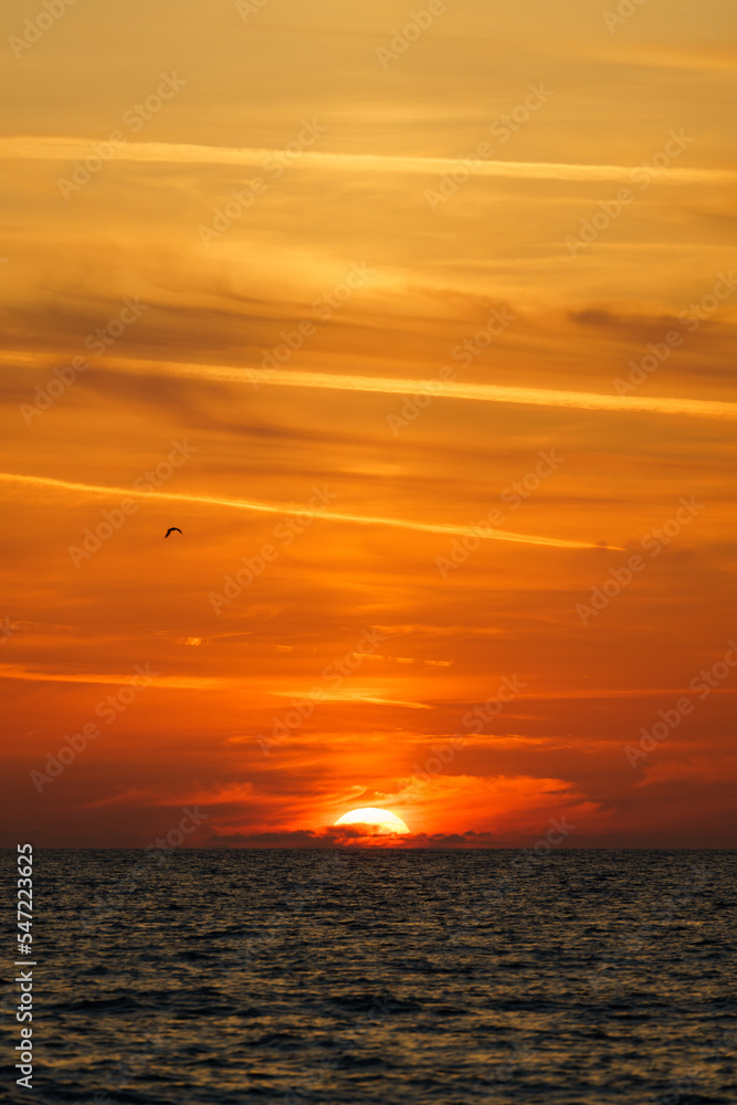 Sunset at the sea with bird in the sky Sunset at the sea with bird in the sky