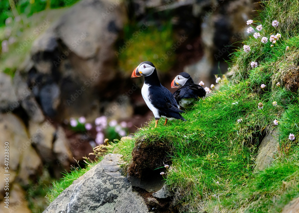Obraz premium Puffins