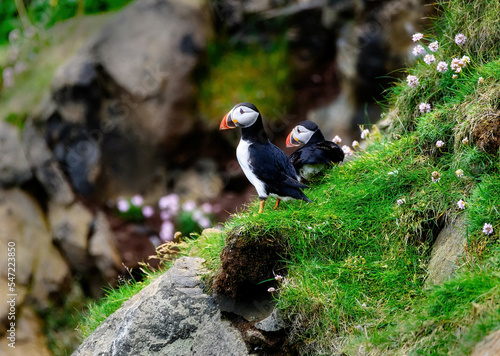 Puffins