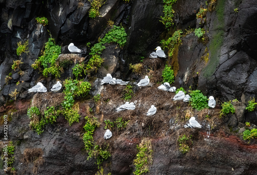 Seagulls and chicks on cliffs