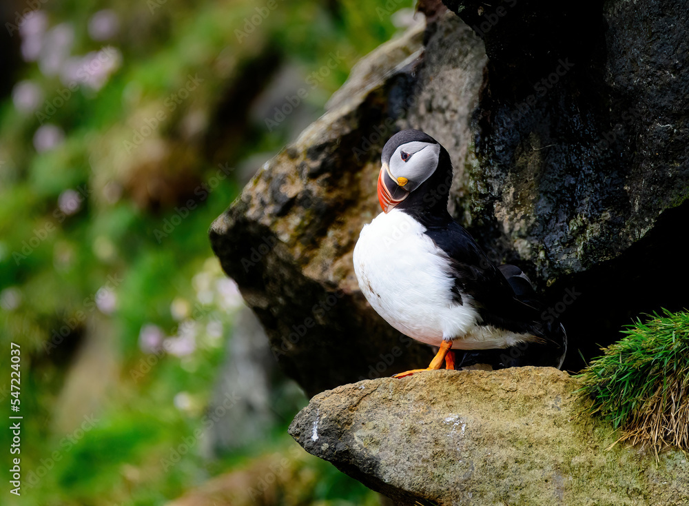 Puffins Puffins