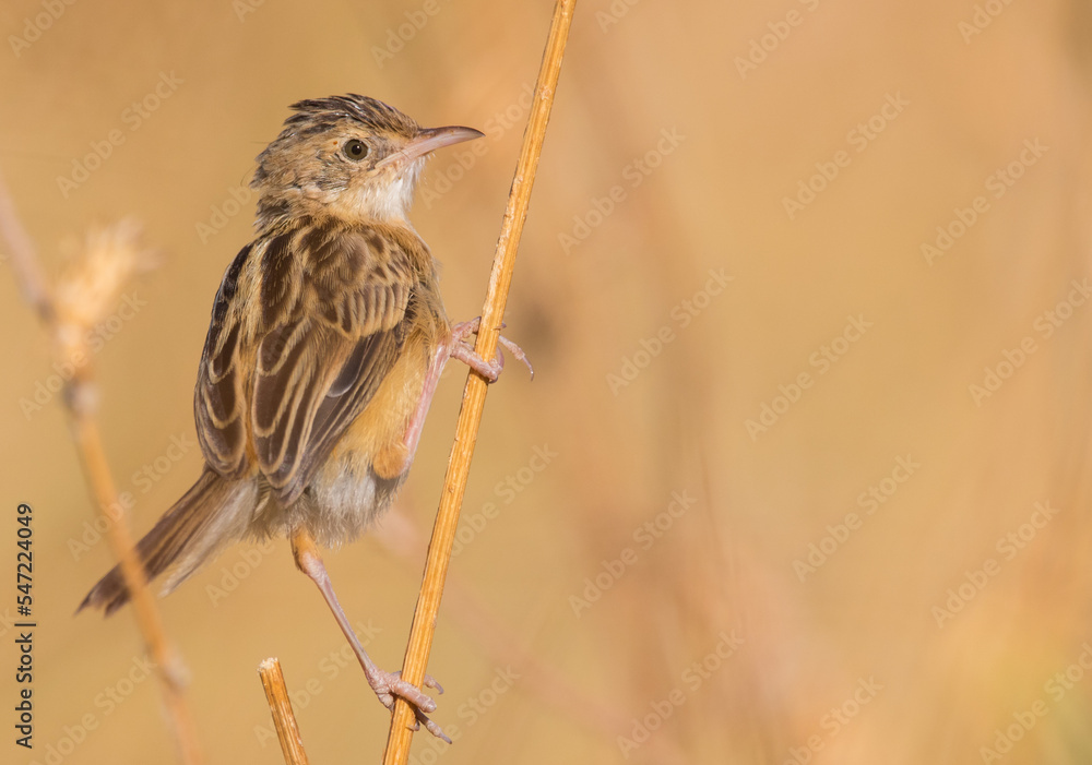 Fototapeta premium zitting cisticola 