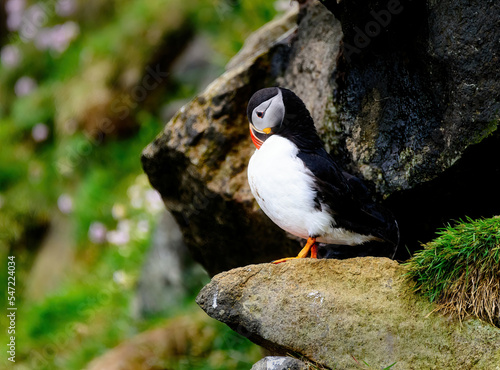 Puffins © Betty Rong