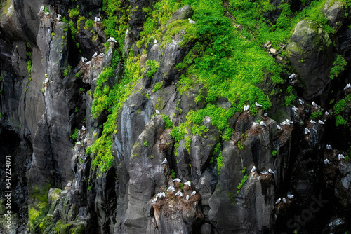 Seagulls and chicks on cliffs