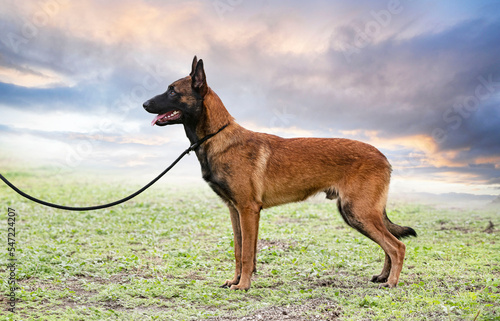 training of belgian shepherd