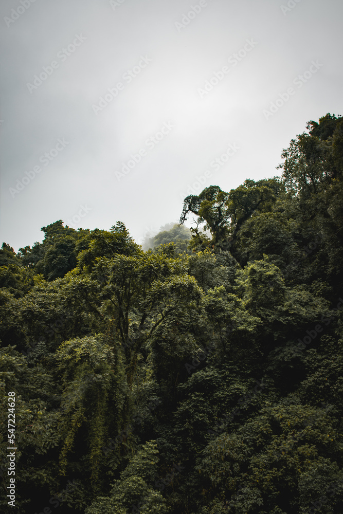 Fototapeta premium El misterio de la naturaleza