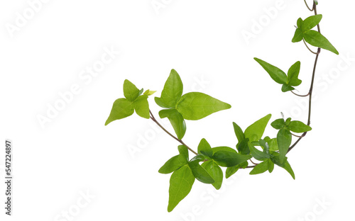Obraz na plátne Green ivy plant isolated transparent
