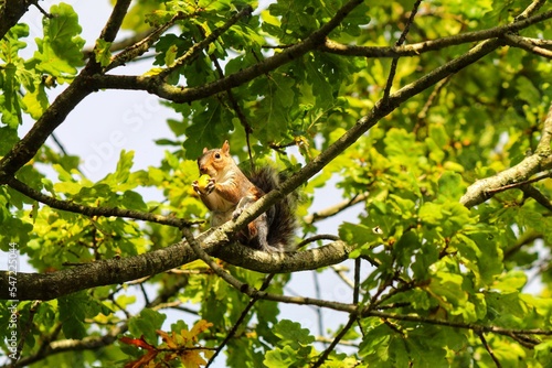 A wild grey squirrel in the forest. The little animal was spotted at Longton Nature Reserve in Preston, England. © NW_Photographer
