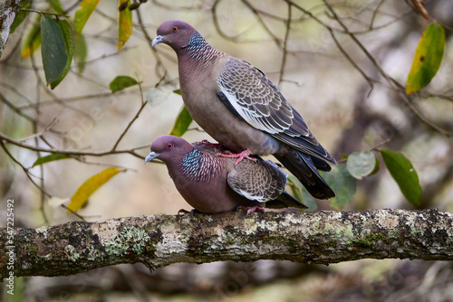 Mating time for a couple of Picazuro pigeon (Patagioenas picazuro)  photo