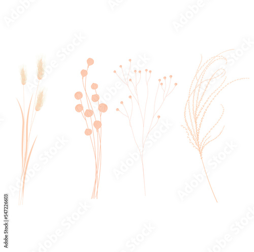 Set with beautiful decorative dry flowers. Vector stock illustration. Isolated on a white background. Pampas, feather grass, flax branches.