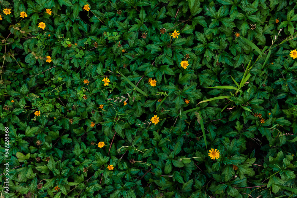 Yellow Flowers Blossoming