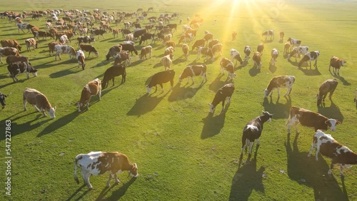 Aerial drone shot of cows grazing on pasture at sunset, landscape rural scene
