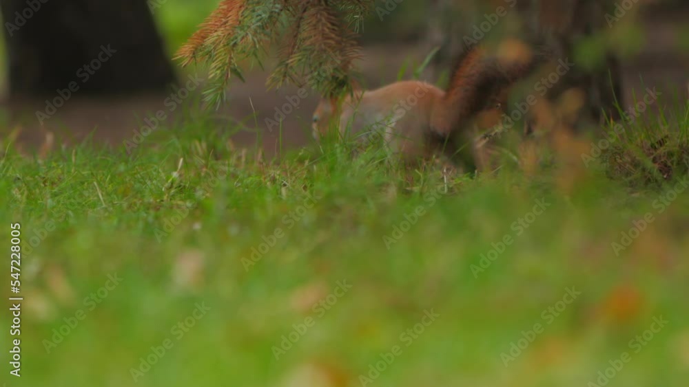 Squirrel looks for food in green grass of lawn in park. Fluffy rodent eats more before cold winter season. Autumn day in forest. Squirrel looks for food in green grass of lawn in park. Fluffy rodent eats more before cold winter season. Autumn day in forest.