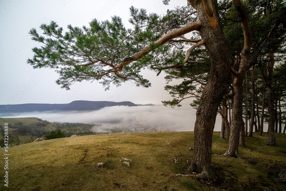 Kiefernhain auf der Schwäbischen Alb mit Nebel im Tal und Saharastaub in der Luft