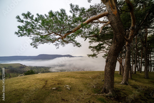 Kiefernhain auf der Schw  bischen Alb mit Nebel im Tal und Saharastaub in der Luft