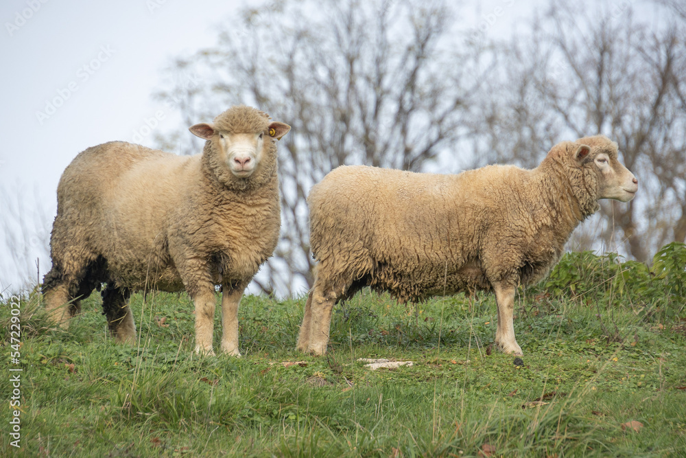 gros plan sur des moutons dans une pâture	
