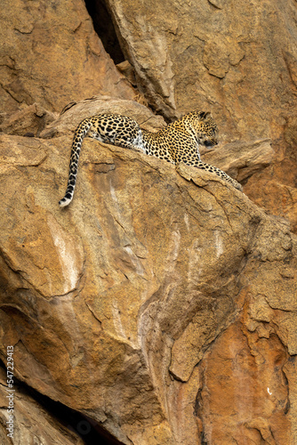 Leopard lies on rocky ledge staring down