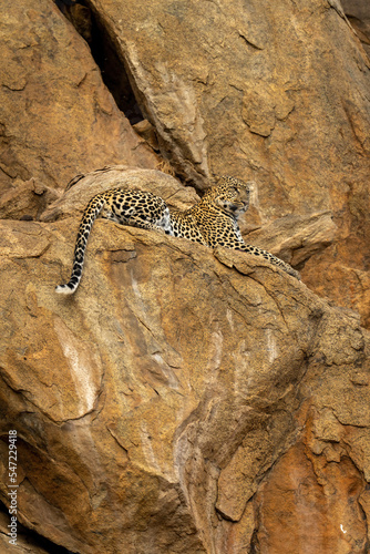 Leopard lies on rocky ledge staring ahead