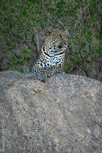 Leopard lies scanning savannah from shady rock