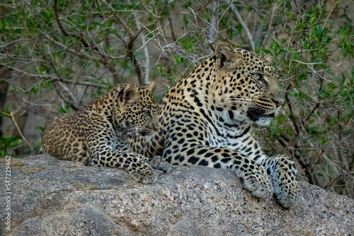 Leopard lies with cub on shady rock