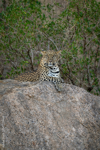 Leopard lies on shady rock watching camera