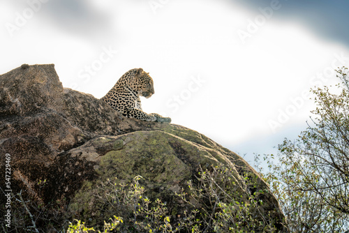 Leopard lies on sunlit rock staring down photo