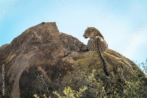 Leopard lies on sunlit boulder turning head