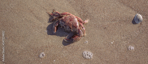 Marine background. Favollo crab (Eriphia verrucosa) found on the beach of Porto Caleri, Rosolina, Italy. Red crab with yellow spots and hairs in the middle of the water. A crab in the dark sand. photo