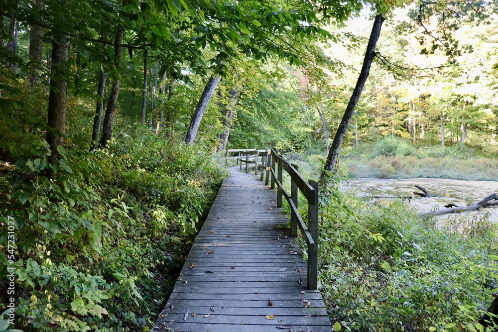 The empty boardwalk bridge in the forest. The empty boardwalk bridge in the forest.