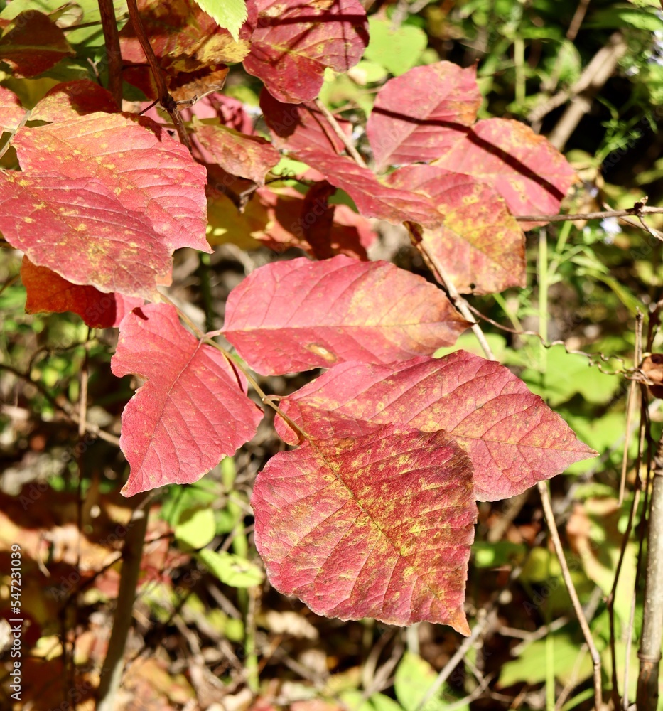 A close view of the red autumn leaves on the branch.