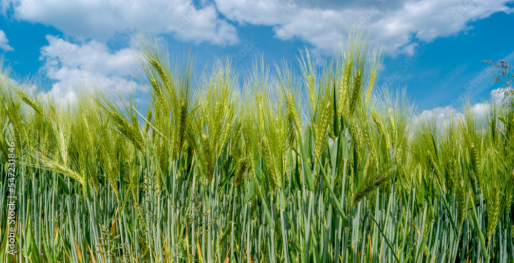 Panoramic view of beautiful farm landscape with wheat green yellow field at warm sunset colors in summer, at sunny day and blue sky