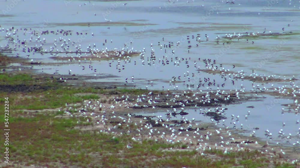 Many different species of wild birds (gulls, geese, waders) on the shore of the Tiligul estuary, Ukraine Many different species of wild birds (gulls, geese, waders) on the shore of the Tiligul estuary, Ukraine