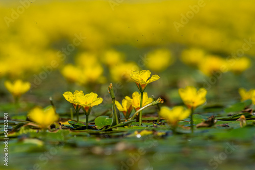 A field of yellow water lilies