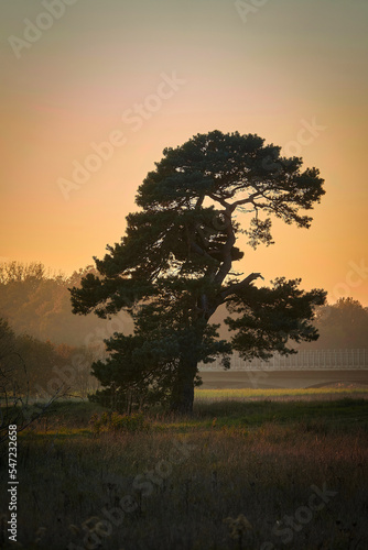 a tree next to the highway