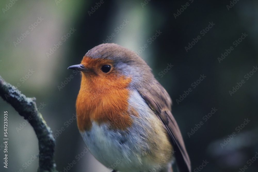 A Robin Redbreast bird. These small songbirds are often associated with Christmas and found on the front of holiday cards. A Robin Redbreast bird. These small songbirds are often associated with Christmas and found on the front of holiday cards.